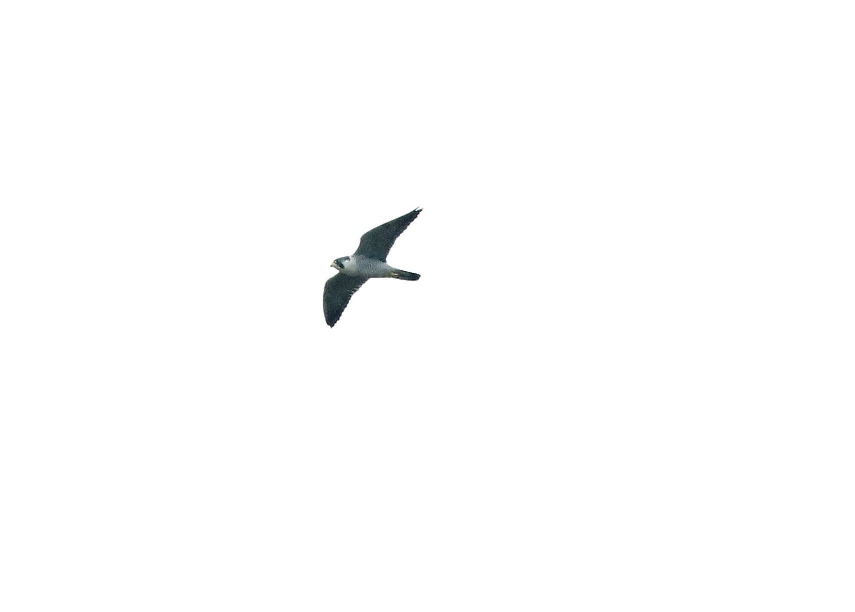 a0335760_20314384.png