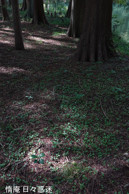 e0346064_18223931.gif