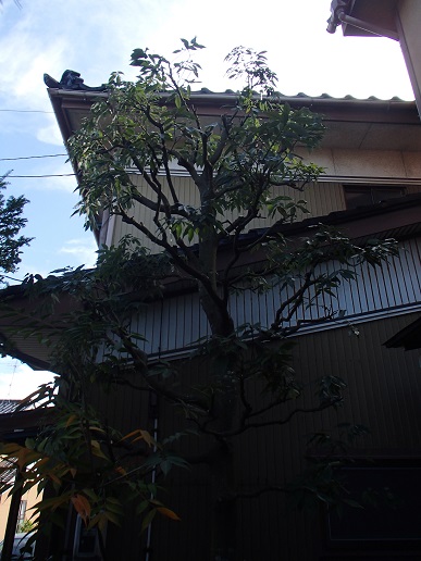e0108765_19574098.jpg