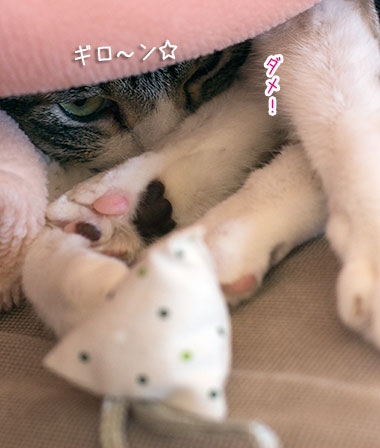 a0119470_235317.jpg