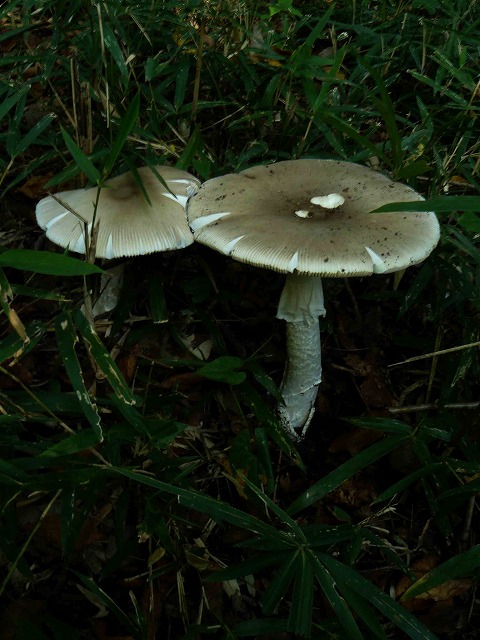 d0019074_1513236.jpg