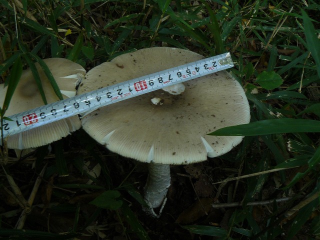 d0019074_1514112.jpg