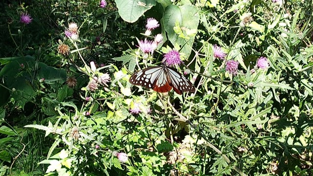 e0094589_207182.jpg