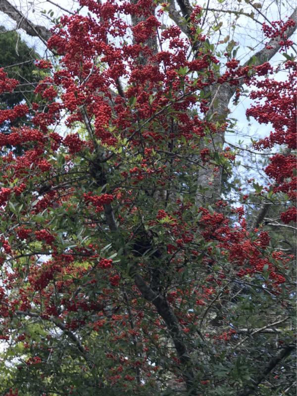 f0376195_20590767.jpg