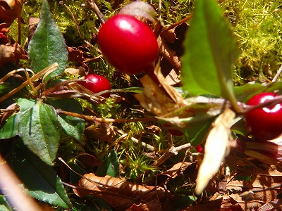 f0193521_180335.jpg