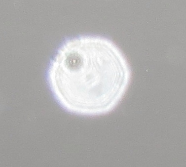 c0331825_15405874.jpg