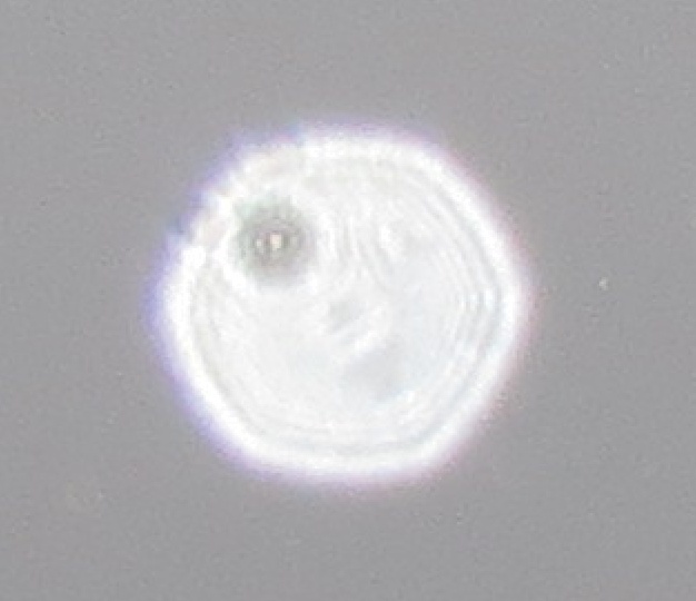 c0331825_15411467.jpg