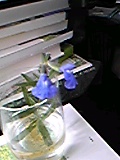 e0182926_10464968.jpg