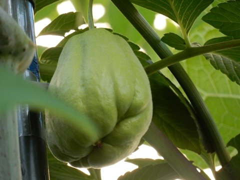 e0033229_17513943.jpg