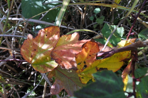 e0024081_07514012.jpg