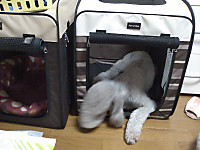 e0359403_15572867.jpg
