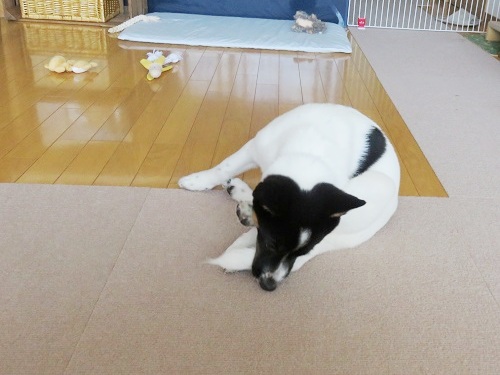c0084117_20143153.jpg