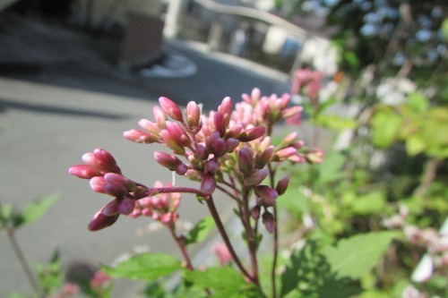 f0139520_13424830.jpg