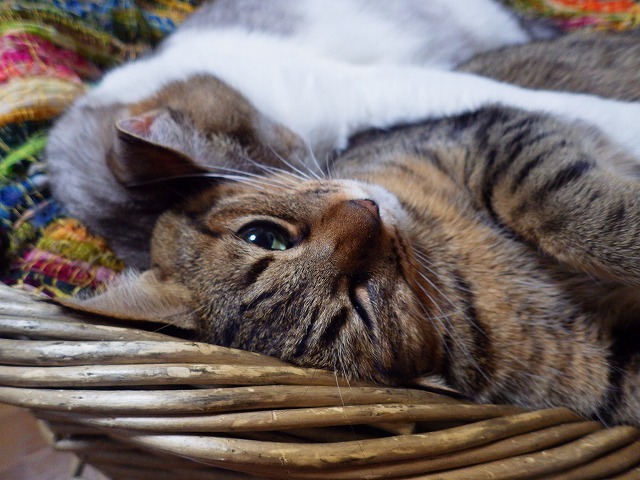 a0337237_16340552.jpg