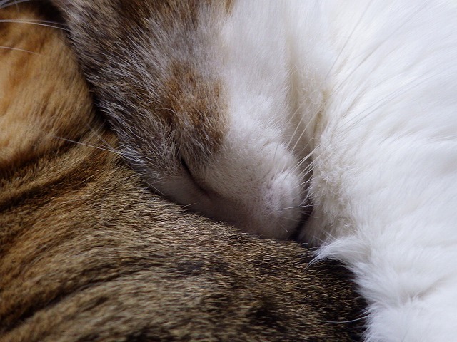 a0337237_16354198.jpg