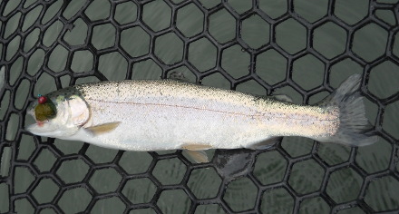 b0174137_15511070.jpg