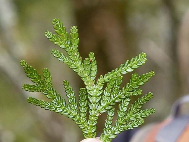 f0357487_2324579.jpg