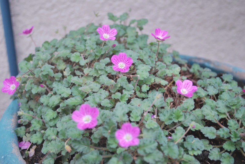 e0025300_20104442.jpg