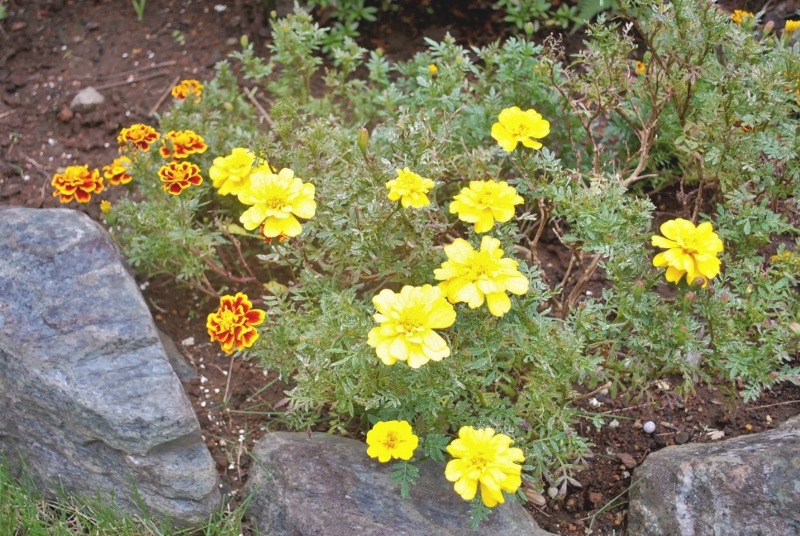 e0025300_20132492.jpg