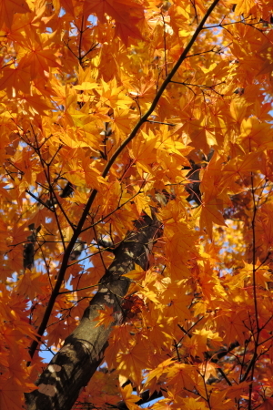 e0133025_22152301.jpg