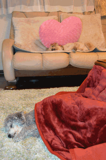c0136736_19385563.gif