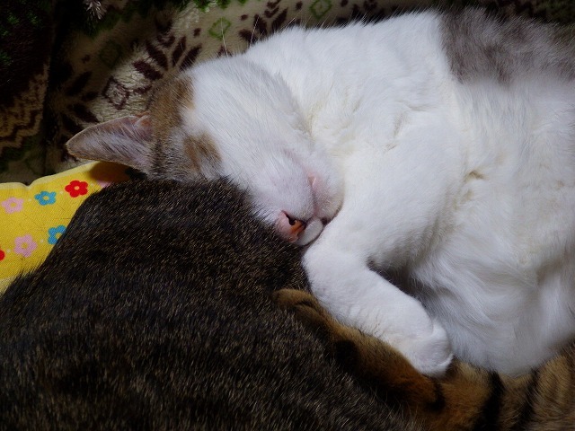 a0337237_16074662.jpg