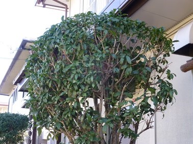f0089748_21131150.jpg