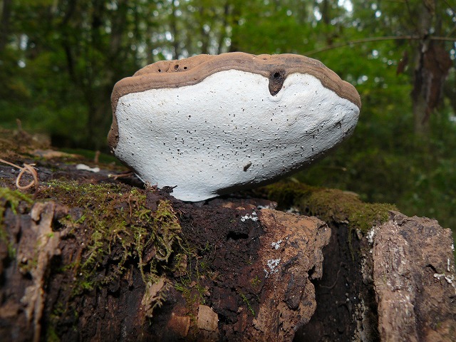 d0019074_8244320.jpg