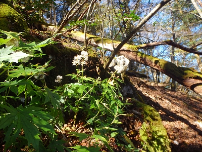 f0193521_20102610.jpg