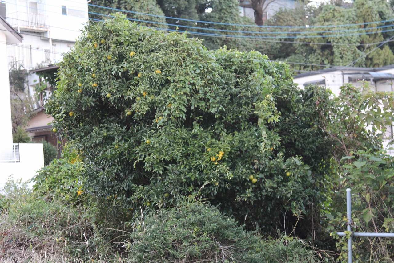 f0225627_20242290.jpg