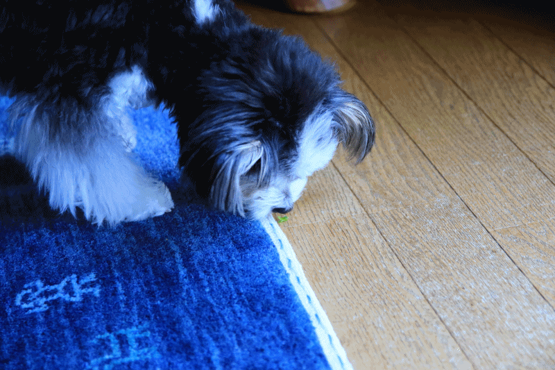 c0145250_10303068.gif