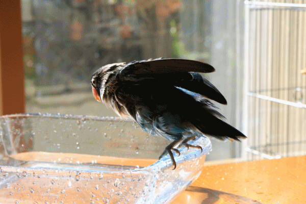 c0145250_10320989.gif