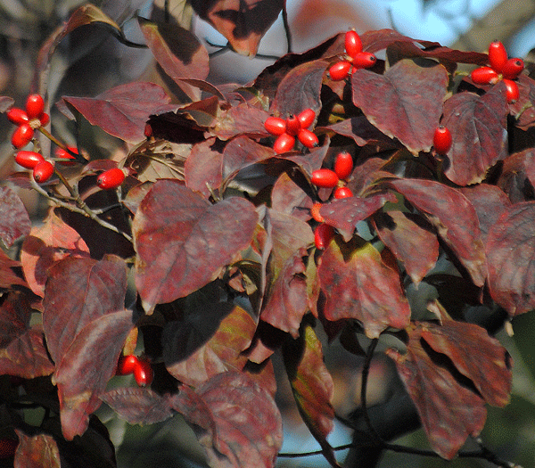 a0001354_1941353.gif