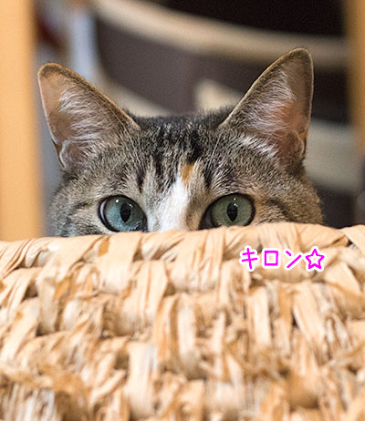 a0119470_15822100.jpg