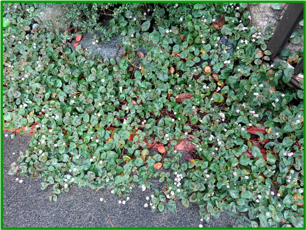 f0003174_152173.jpg