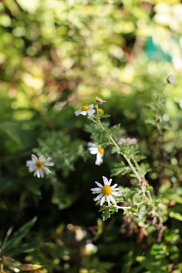 e0209997_21493375.jpg
