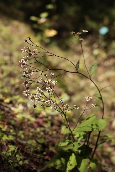 e0209997_21553405.jpg