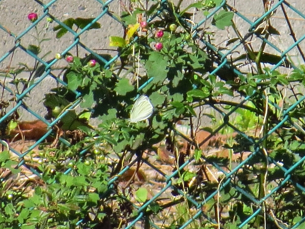f0033598_1659182.jpg