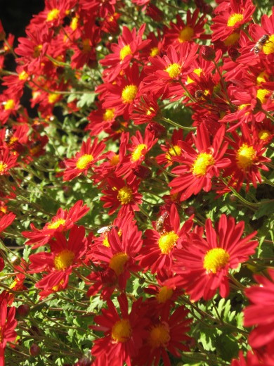 c0062511_08170901.jpg