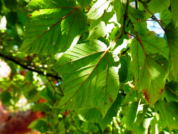 e0083517_21501031.jpg