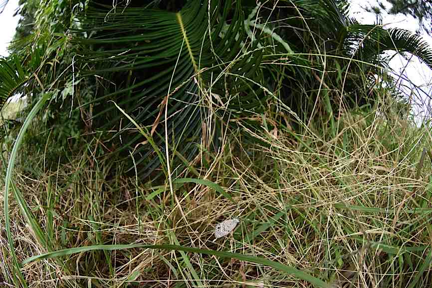 d0303129_432180.jpg