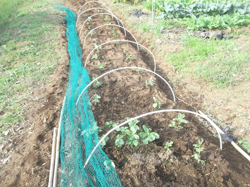 b0137932_2011410.jpg