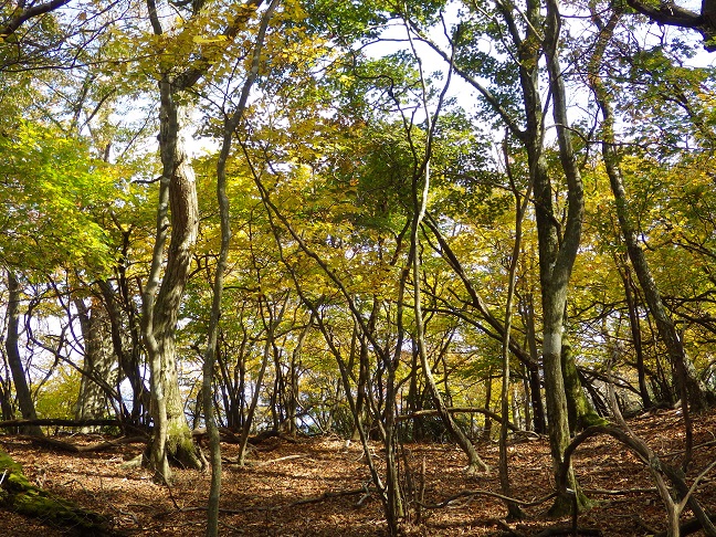 e0164643_16244764.jpg