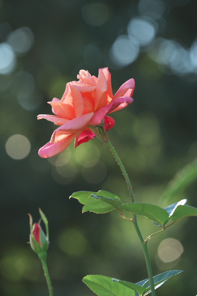 f0233999_21374036.jpg