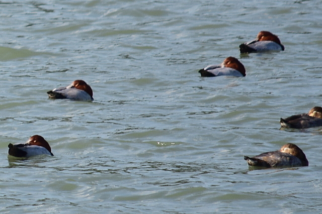 f0368610_20151833.jpg