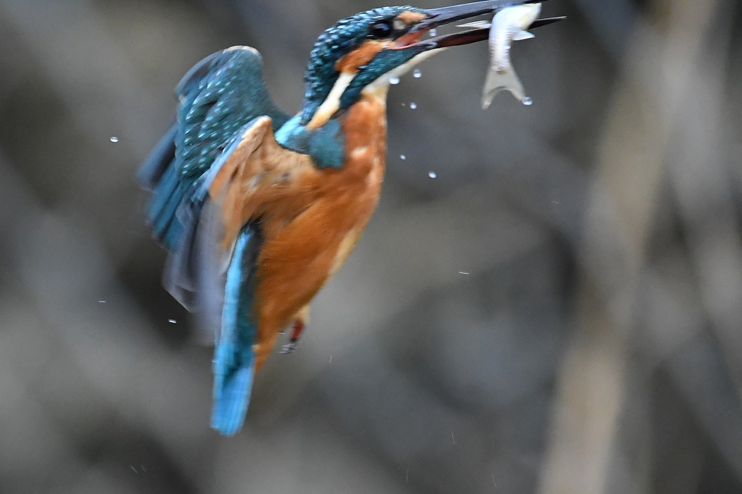 f0133213_20151886.jpg