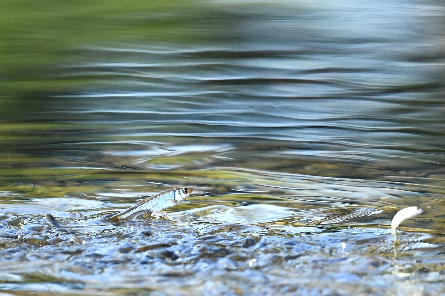 f0133213_20290615.jpg