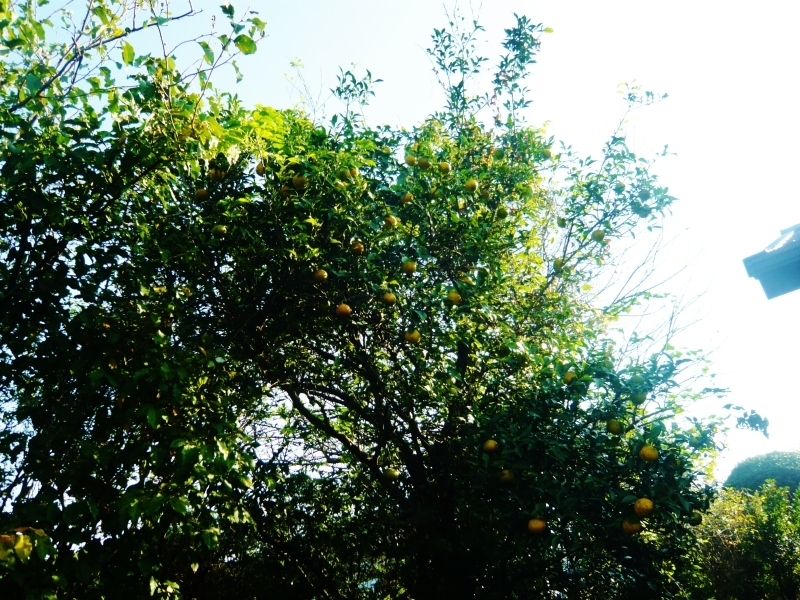 a0206332_18493031.jpg