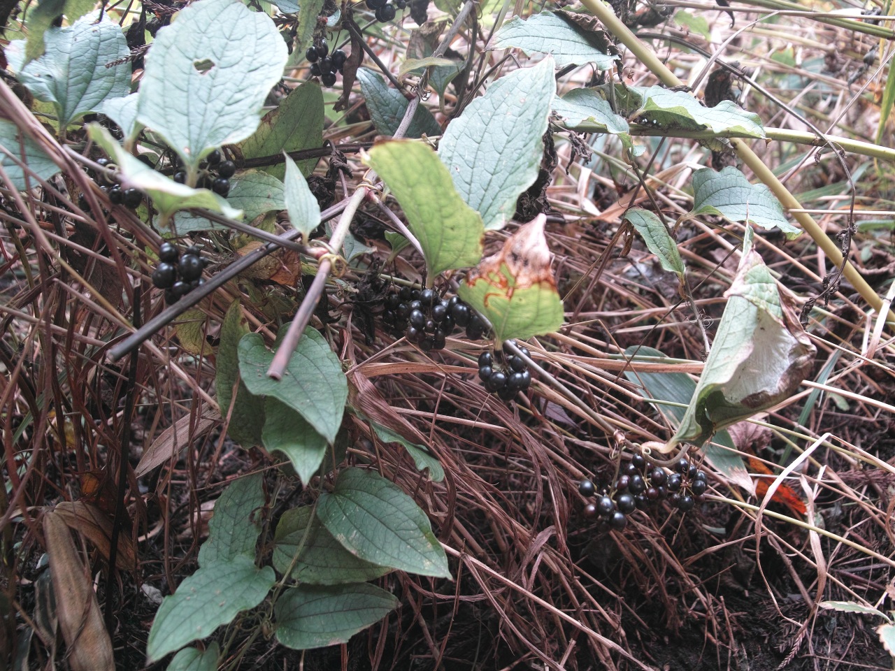 c0008948_1211932.jpg