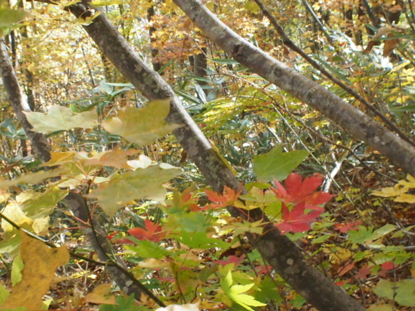 c0321967_12144987.jpg
